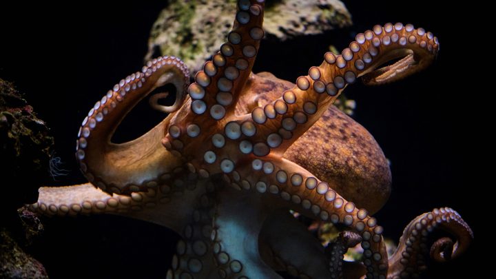 Closeup of common octopus or Octopus vulgaris floating in deep dark transparent seawater in oceanarium